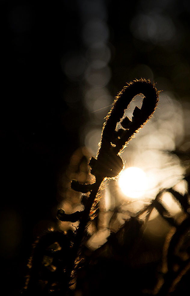 Silent Season