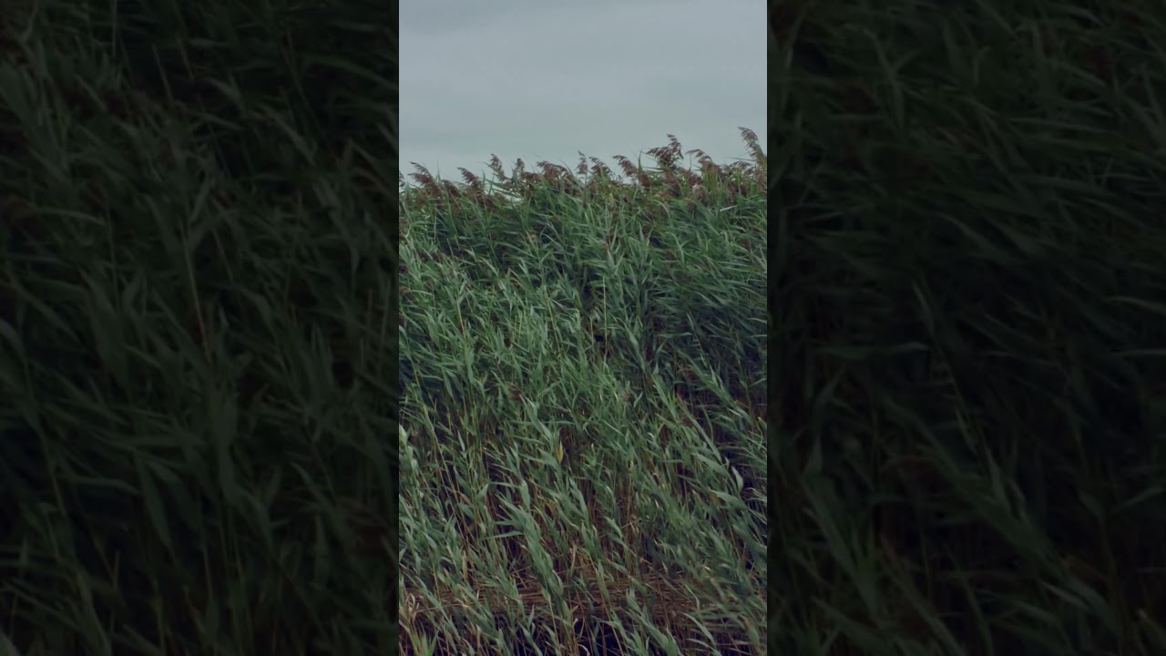 Vlucht
